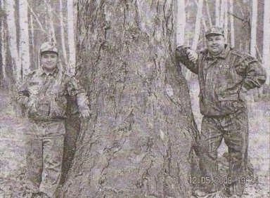 Одно из чудес Джабык-Карагайского бора - древнейшее дерево, гигантская лиственница. Её обхват – четыре с половиной метра! Чтобы обхватить это дерево, нужно взяться за руки троим взрослым мужчинам.